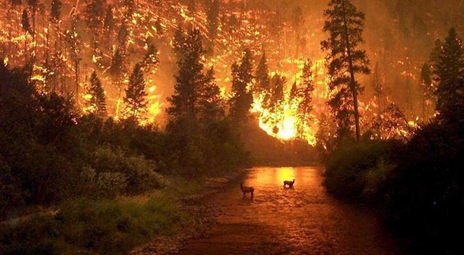 Arde el pulmón del Planeta: el fuego avanza desde hace 15 días por la selva amazónica ante la apatía del Mundo