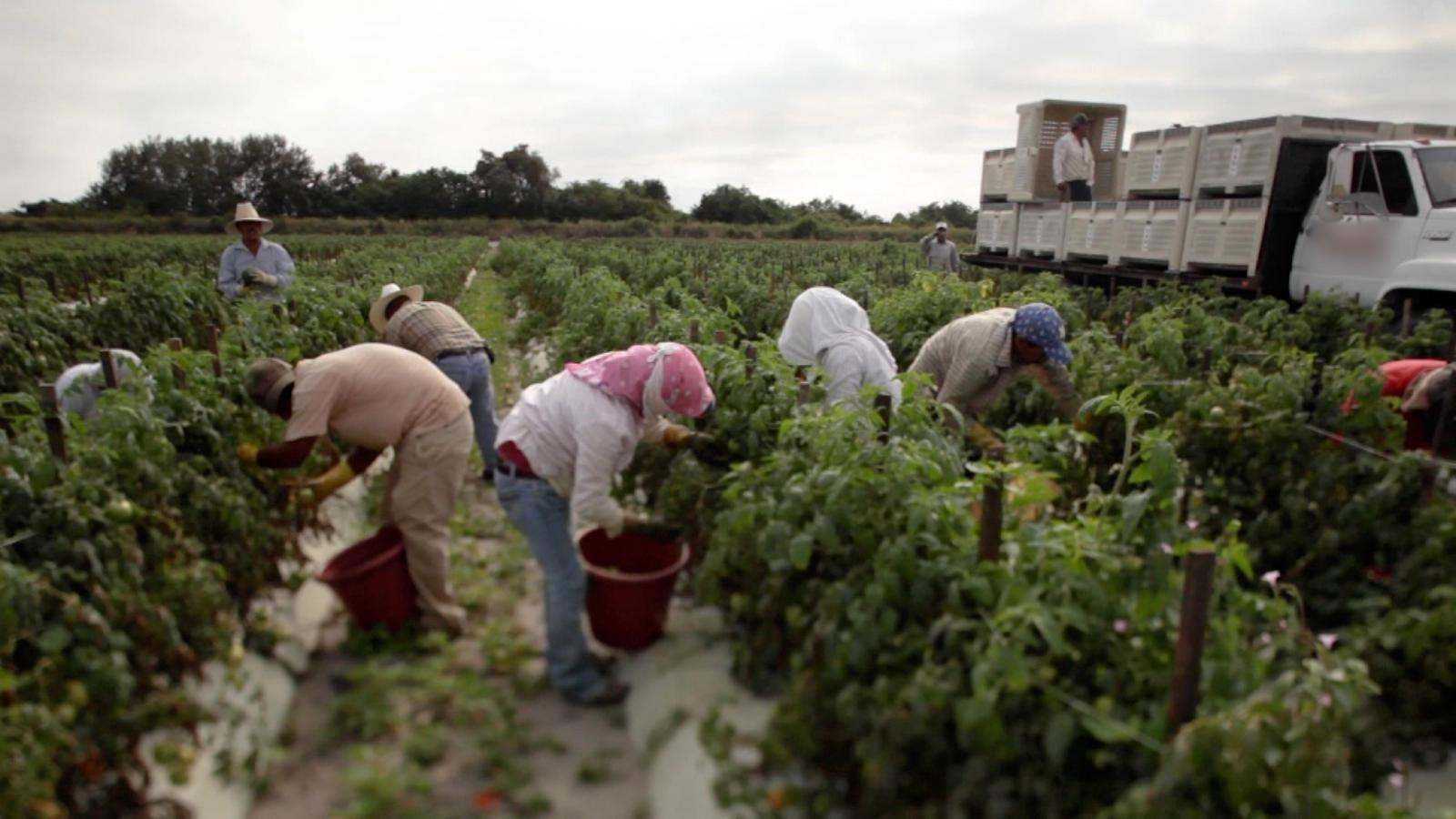 Programa de visas para trabajadores extranjeros enfrenta incertidumbre bajo el segundo mandato de Trump