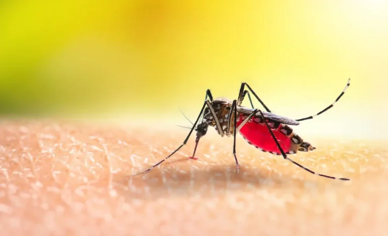 Aumentan casos de Dengue en verano en Nueva York