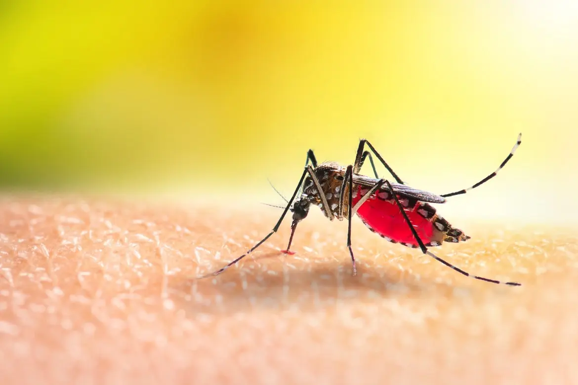 Aumentan casos de Dengue en verano en Nueva York