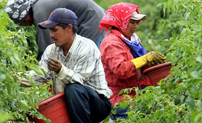 “Sin trabajadores inmigrantes, habría escasez de alimentos en semanas”