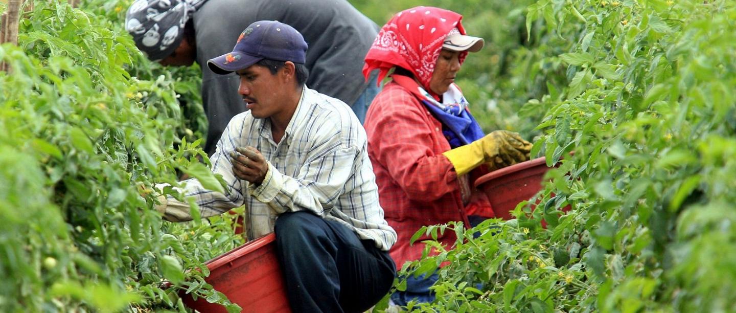 “Sin trabajadores inmigrantes, habría escasez de alimentos en semanas”